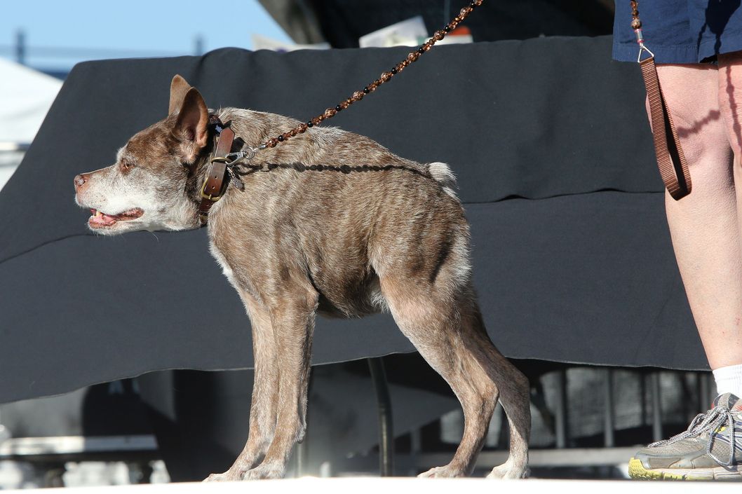 27-worlds-ugliest-dog-2015.w529.h352.2x.jpg