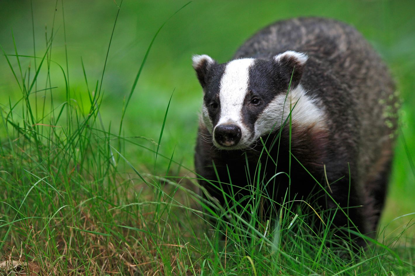 Life As a Badger Taught a Man About Being Human -- Science of Us