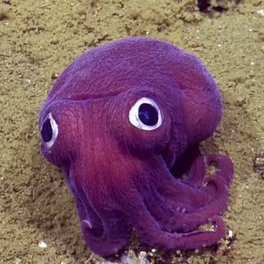 15-google-eye-cuttlefish.w190.h190.2x.jpg