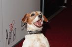 BEVERLY HILLS, CA - NOVEMBER 21:  Uggie the dog arrives to a special screening of The Weinstein Company's "The Artist" at AMPAS Samuel Goldwyn Theater on November 21, 2011 in Beverly Hills, California.  (Photo by Alberto E. Rodriguez/Getty Images)