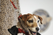 Uggie, the dog from the film "The Artist", arrives at the first annual Golden Collar Awards, February 13, 2012 at the Century Plaza Hyatt Regency in Los Angeles, California. The Golden Collar Awards celebrates “Best Achievement in Acting” by Hollywood’s canine actors in five different categories. AFP PHOTO / Robyn Beck (Photo credit should read ROBYN BECK/AFP/Getty Images)