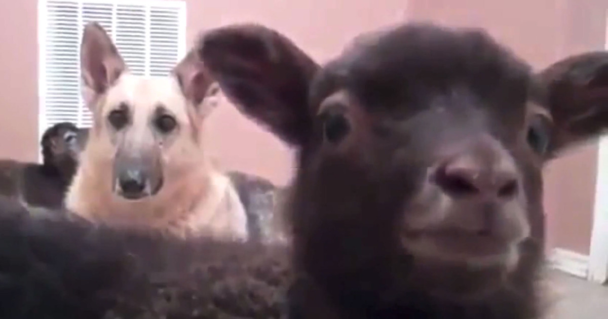 Watch Goats Yelling Like Humans. Just Watch. Vulture