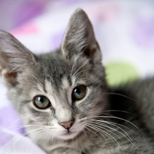 Kitten resting on a blanket