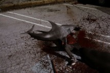 SHARKNADO -- "Syfy Original Movie" -- Pictured: shark attack -- (Photo by: Syfy)