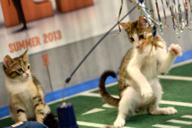 **Embargoed til 2/5/2013** NEW YORK CITY, NY - NOVEMBER 11: Kittens play on the halftime set at the taping of Animal Planet's "Puppy Bowl IX" program in New York City, NY on November 11, 2012. The mock football game will air as counter programming to the actual superbowl. On the internet, puppy bowl has been a huge sensation and now in it's 9th year. The puppies used in the show are from shelters and rescue organizations from across the country. The kittens in the half time show came from a shelter located in New York City. (Photo by Linda Davidson / The Washington Post)