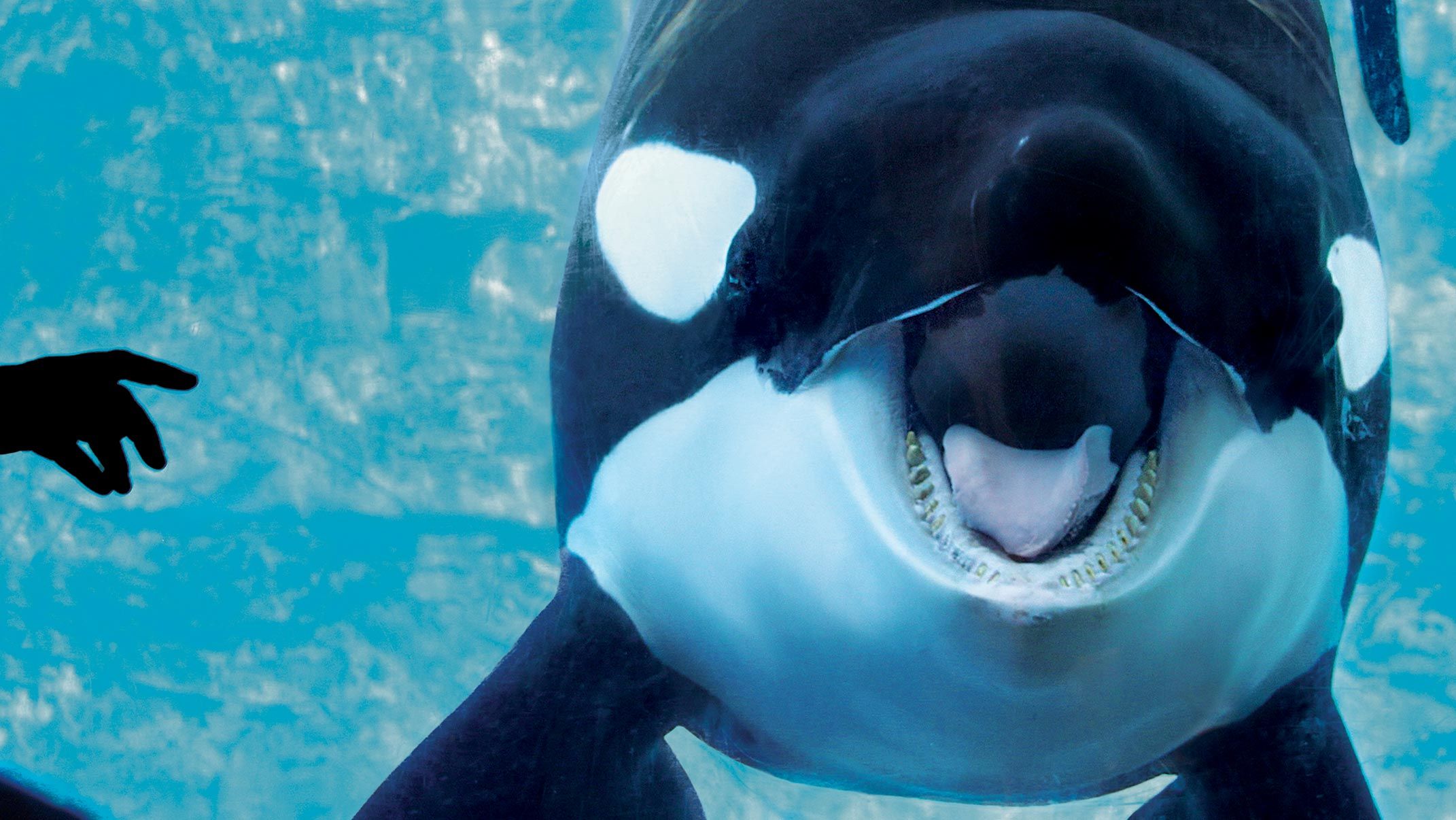 in the battle at seaworld, the whales have won -- nymag