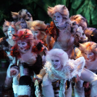 Reasons Why We Must Be Cast As Extras in the Cats Movie