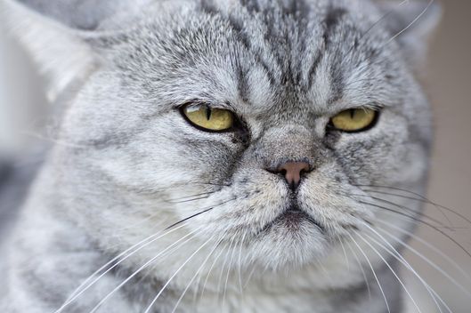 A gray domestic cat looking serene