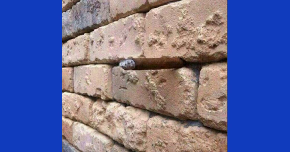 The Brick Wall Cigar Optical Illusion Blowing Up the Web