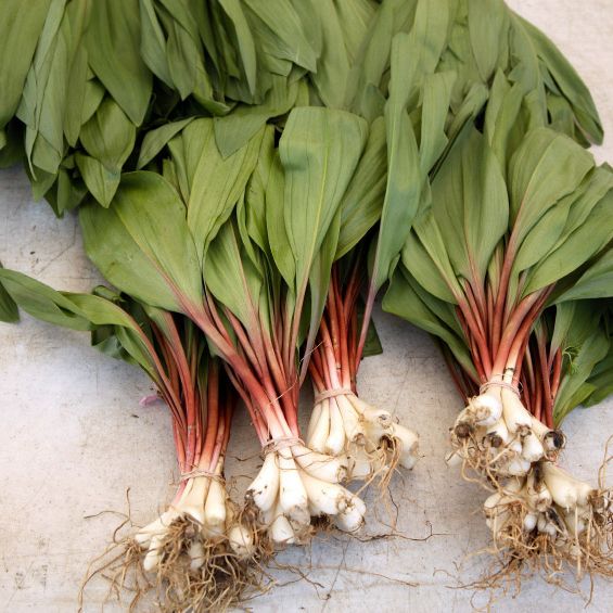 How Ramps Became Spring’s Most Popular, and Divisive, Ingredient