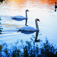 Ducks and swans take a break from the long flight South at a pond in Van Cortland Park in the Bronx