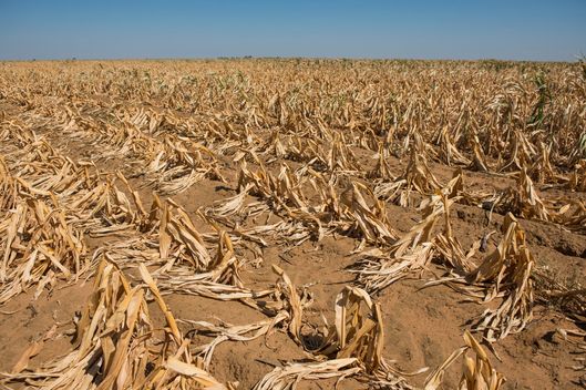 Dried maize corn plants grow in a drought affected field operated by farmer Ryan Mathews in Lichtenburg, North West Province of South Africa, on Friday, March 20, 2015. 