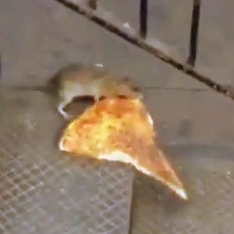 Image result for rat with pizza meme