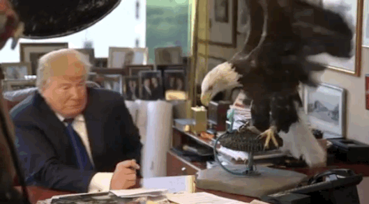 Image result for trump scared of eagle gif