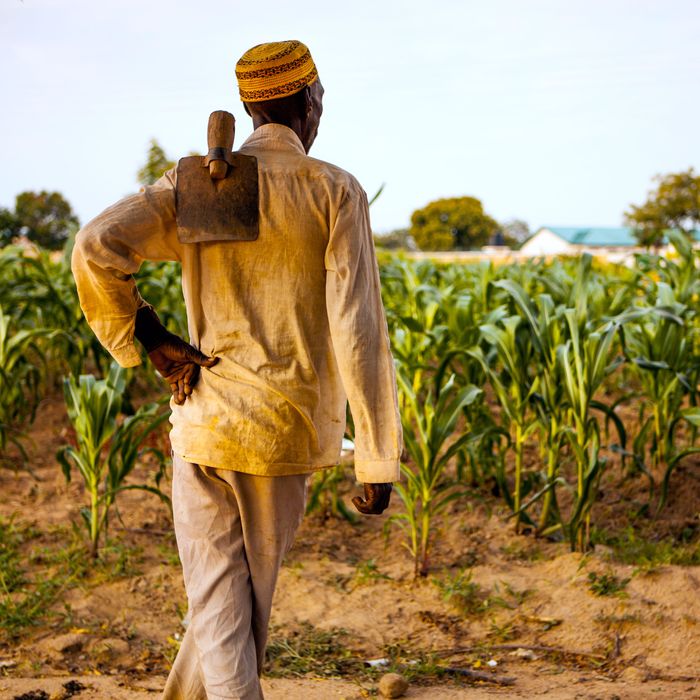 A farmer in the Upper West Region of Ghana looks at his crops.