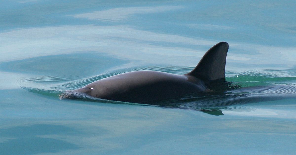 The World S Smallest Porpoise May Soon Be Extinct Science Of Us