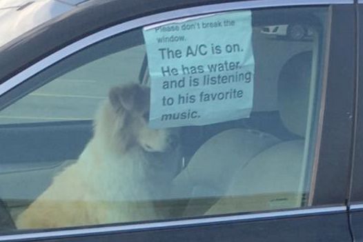 Image result for dog has ac in car