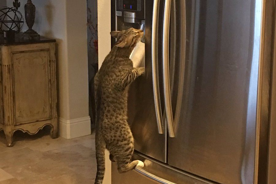 [Image: 08-cat-fridge.w710.h473.2x.jpg]