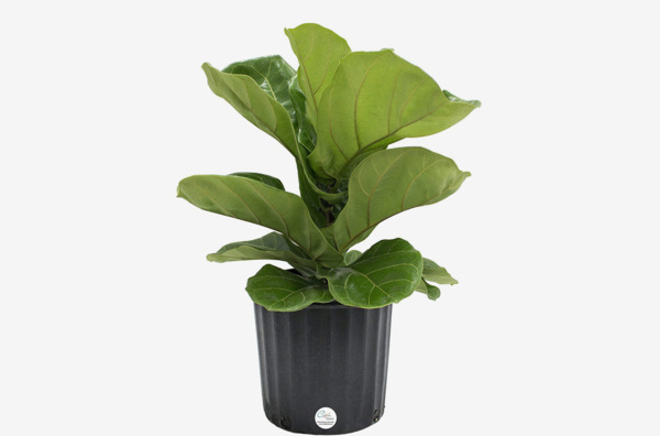 14 Best Indoor Plants On Amazon 2018 Fiddle Leaf And More 5173