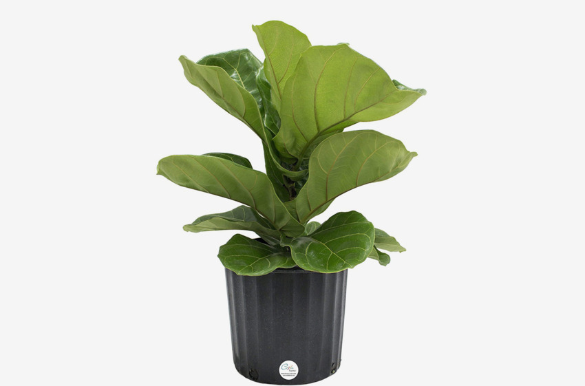14 Best Indoor Plants on Amazon 2018 Fiddle Leaf and More
