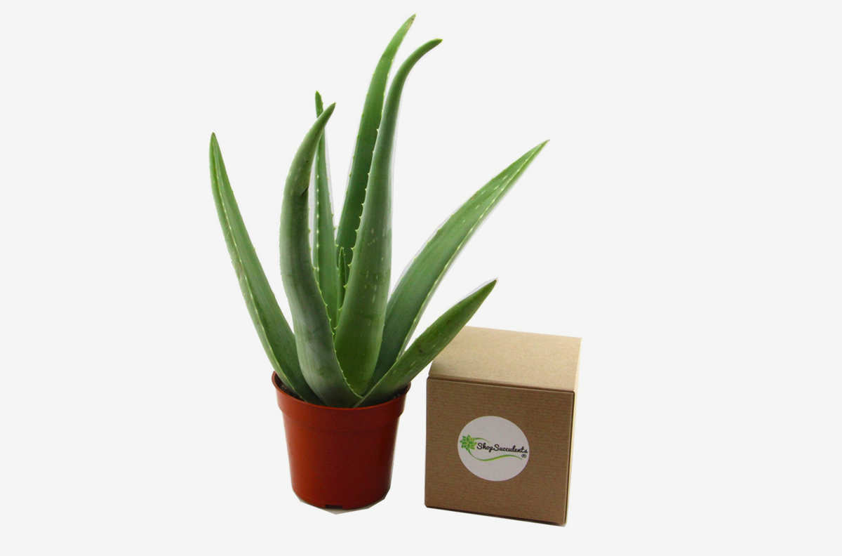 14 Best Indoor Plants on Amazon 2018 Fiddle Leaf and More