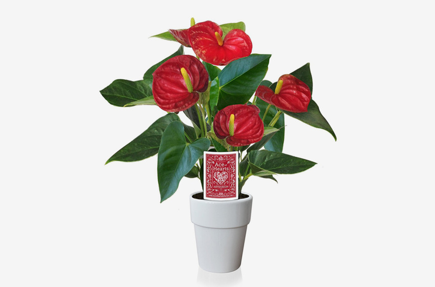 14 Best Indoor Plants on Amazon 2018 Fiddle Leaf and More