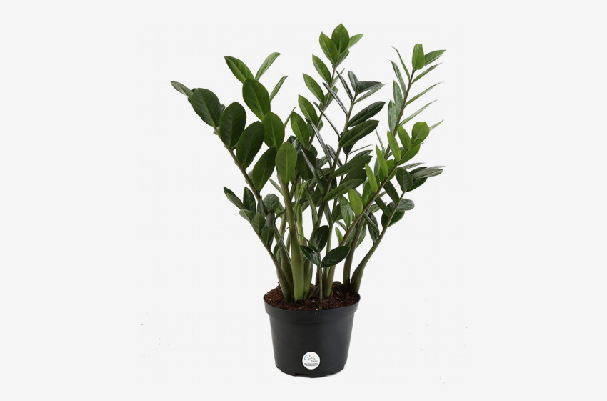 Where to Buy Plants Online — 2019