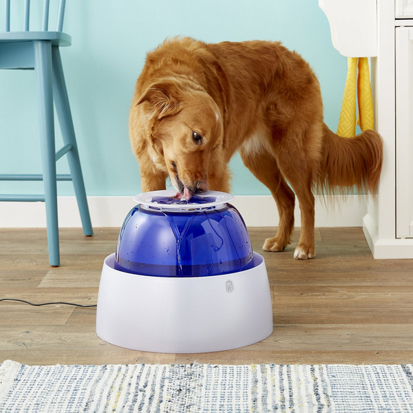 The 14 Best Automatic Pet Feeders And Water Fountains The Strategist
