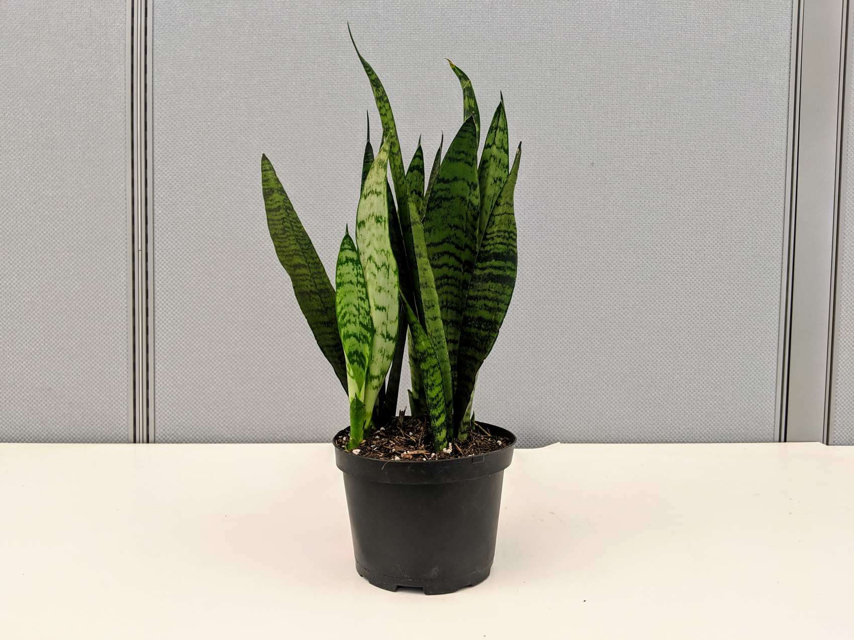 Where To Buy A Snake Plant Near Me