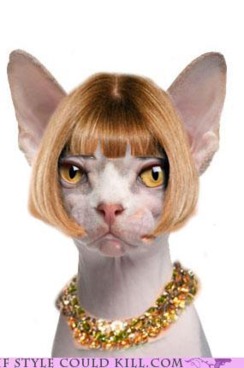 Anna in feline form.