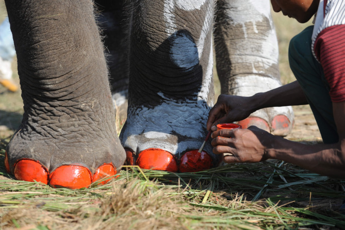 Elephants getting pedicures in Nepal.