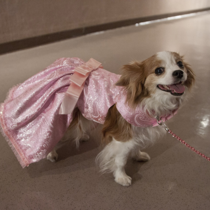 The 4th Annual Pet Fashion Show