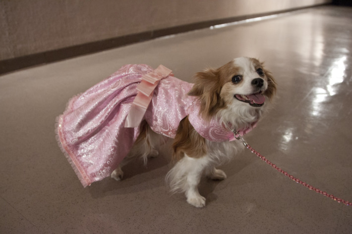 The 4th Annual Pet Fashion Show