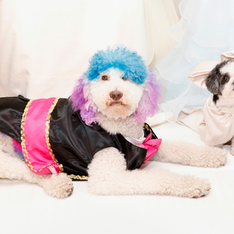The groom, Chilly Pasternak and the bride, Baby Hope Diamond attend AnimalFair.com Presents The Pet Wedding Of The Century at Jumeirah Essex House on July 12, 2012 in New York City.