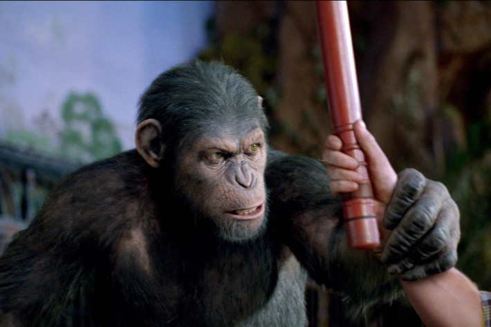 RISE OF THE PLANET OF THE APES A defiant Caesar takes the first step in what will ultimately lead to the Rise of the Planet of the Apes. TM and ? 2011 Twentieth Century Fox Film Corporation. ?All rights reserved. ?Not for sale or duplication.