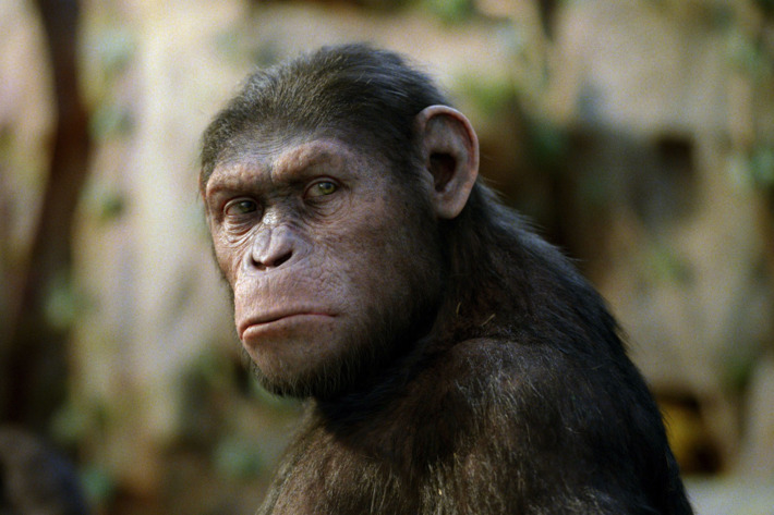 RISE OF THE PLANET OF THE APES
The groundbreaking work of visual effects house Weta Digital allows audiences to emotionally engage with a lead character, a chimpanzee named Caesar, who does not actually exist.
TM and ? 2011 Twentieth Century Fox Film Corporation. ?All rights reserved. ?Not for sale or duplication.