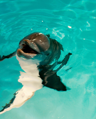 WINTER in Alcon Entertainment’s family adventure “DOLPHIN TALE,” a Warner Bros. Pictures release.