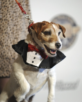 Uggie, the dog from the film