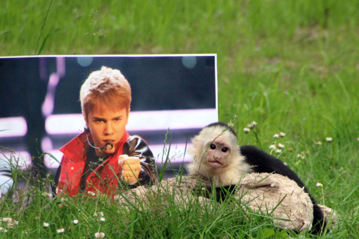 The ordeal of Mally, the 6-month-old pet monkey Justin Bieber abandoned in Germany, is finally coming to a happy end as he was today spending his first day at his new home - dubbed 'Mally-bu' - in a German zoo. Three months after the young capuchin monkey was left in Munich, after being confiscated by authorities when Bieber flew him into the country without papers, he is free to roam in his huge enclosure at the Serengeti Wildlife Park in Hodenhagen, in Northern Germany. He had spent 25 days in a mandatory quarantine after arriving at the zoo, chosen by German authorities, and now zookeeper Jenny Niew????hner - who has been with him everyday - has moved him to his final home, alongside his favorite cuddly toy. Having spent most of his life around humans, he will first be allowed time to get used to his surroundings before the members of his new family - seven white-headed capuchins - are very carefully introduced to live with him. The new monkey enclosure consists of an island with trees, a circular water pit and a house for the whole family.
<P>
Pictured: Mally
<P><B>Ref: SPL568022 270613 </B><BR/>
Picture by: Serengeti Park / Splash News<BR/>
</P><P>
<B>Splash News and Pictures</B><BR/>
Los Angeles: 310-821-2666<BR/>
New York: 212-619-2666<BR/>
London: 870-934-2666<BR/>
photodesk@splashnews.com<BR/>
</P>