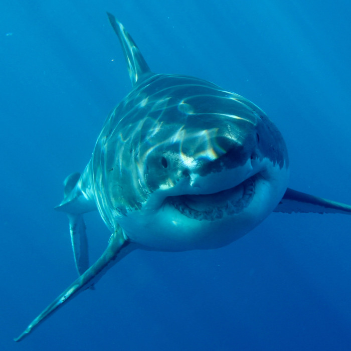 Discovery Channel