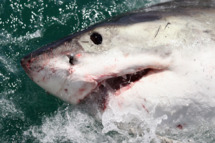 Cage Diving With Great White Sharks In South Africa