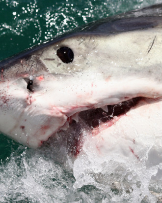 Cage Diving With Great White Sharks In South Africa