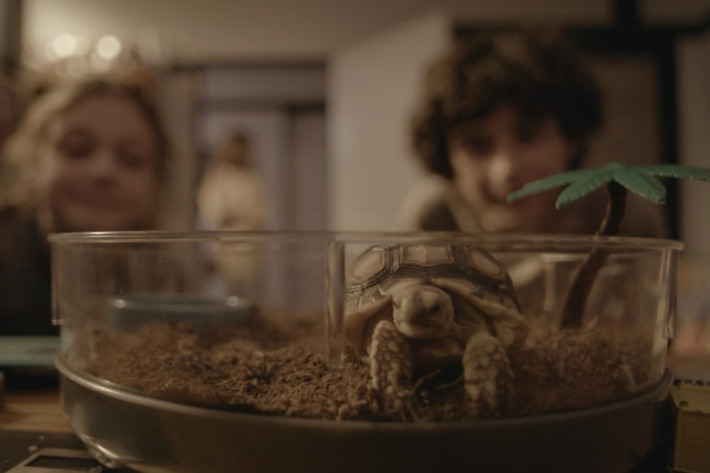 Nacho the turtle.