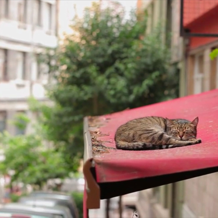 Kedi The Istanbul Cat Documentary That�ll Warm Your Heart