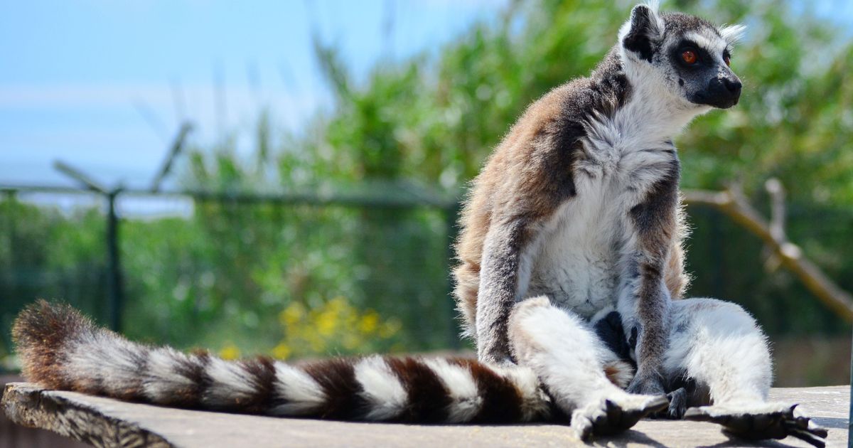 Portrait of a Lemur sitting comfortable on a roof