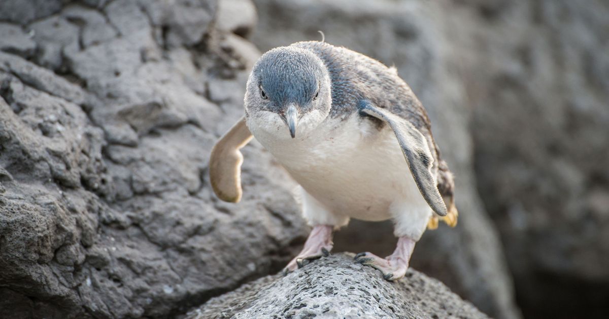 Fairy penguin (other name is Blue penguin) in the coastal beach of Saint Kilda beach, Melbourne.