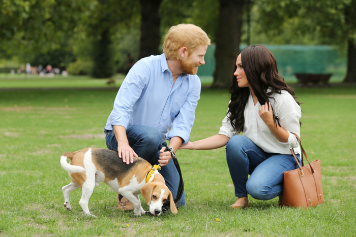 Meghan Markle and Prince Harry and dog.