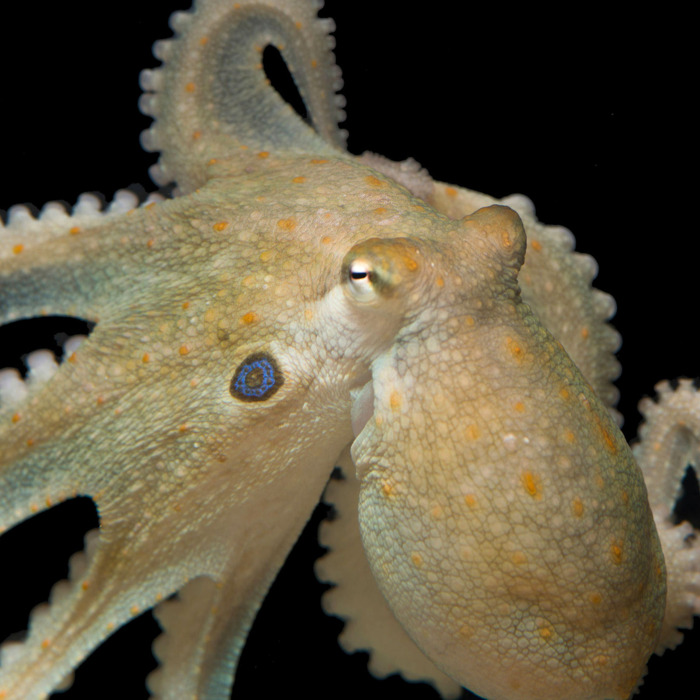 emotion octopuses