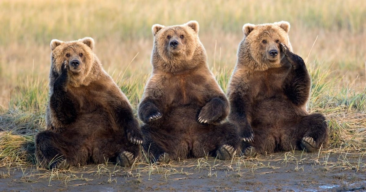 Chubby bears photos