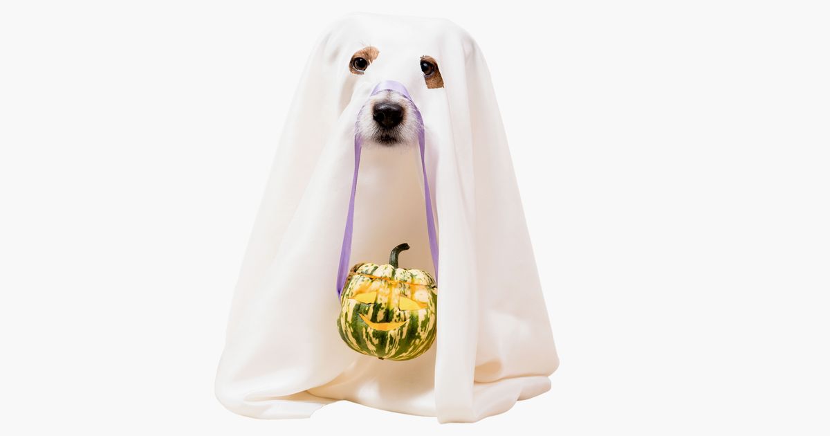 Dog under blanket as funny Halloween ghost holding Jack o'lantern carved pumpkin